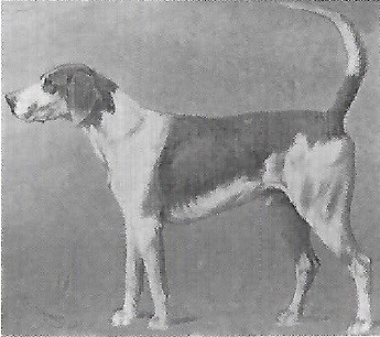 Engelse foxhound best sale